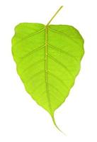 Green bho leaf isolated on white background photo