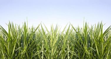 Green grass with blue sky background photo