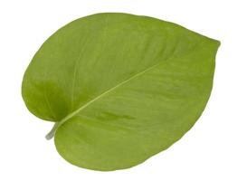 Epipremnum aureum green leaf isolated white background photo