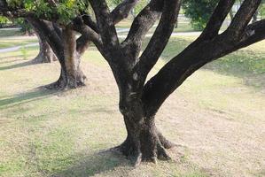 Claw tree trunk on green grass field in the park. photo