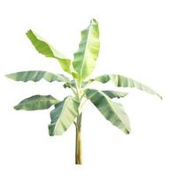 Banana tree isolated on white background photo