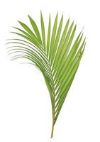 Green palm leaf isolated on white background photo