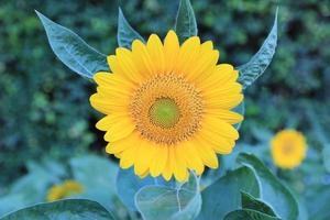 girasoles amarillos en campo de girasol foto