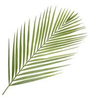 Green palm leaf isolated on white background photo