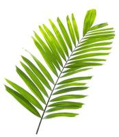 Green palm leaf isolated on white background photo