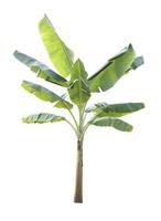 Banana tree isolated on white background photo