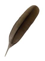 Light black feather isolated on white background photo