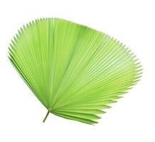 Green palm leaf isolated on white background photo