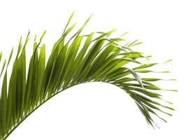 Green palm leaf isolated on white background photo