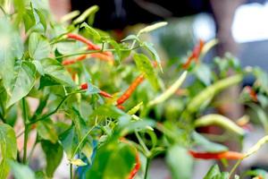 Red chilli plant photo