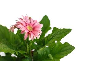 Close up of pink gerbera flowers photo