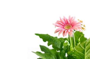 Close up of pink gerbera flowers photo