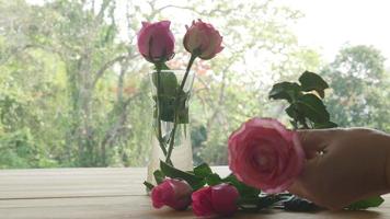 mulher decora uma linda rosa fresca em um vaso de vidro - pessoas com conceito de estilo de vida bela natureza