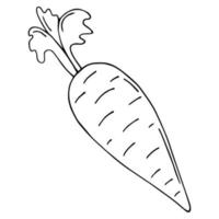 Ilustración de vector de línea de zanahoria, aislado sobre fondo blanco, vista superior