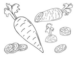 conjunto de ilustraciones en blanco y negro de zanahorias de jardín conjunto de bocetos dibujados a mano de zanahoria vectorial, hojas para diseño web. vector