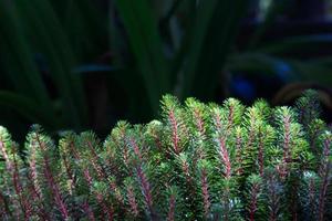 Parrot feather watermilfoil in garden close up and macro concept. photo