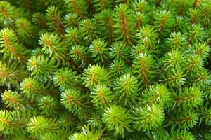 Parrot feather watermilfoil top view and close up concept. photo
