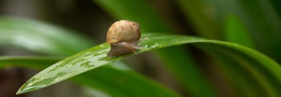 Snail on a leaf with water droplets and is eating the leaf. photo