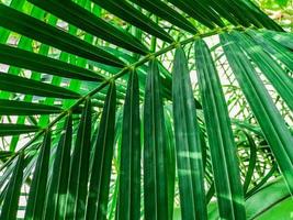 Branches of palm trees in sunny day, Abstract for background. photo