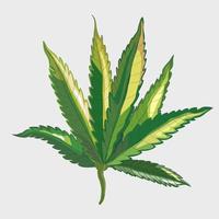A flat vector image of marijuana or cannabis leaves, useful for medical drug but in attention used. Isolate vector art image.