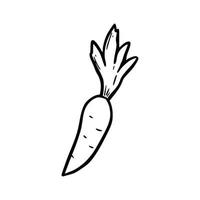 Hand drawn carrot. Doodle sketch vector