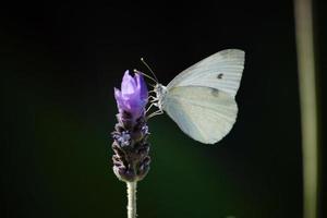 mariposa en flor foto