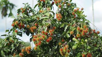 begreppet thai frukt rambutan. röd rambutan frukt, läcker, söt, doftande, redo att skördas för försäljning. video