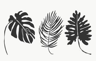 hojas de monstera de palma tropical y hojas botánicas art. hermosas plantas exóticas dibujadas a mano sobre fondo blanco. línea abstracta de plantas modernas o mínimas para carteles. diseño vectorial vector