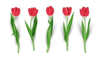 Set of realistic red tulip flower isolated vector illustration