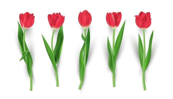 Set of realistic red tulip flower isolated vector illustration