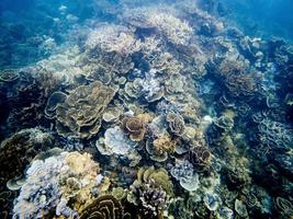 tomas submarinas de coral en el arrecife de ningaloo foto