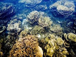 tomas submarinas de coral en el arrecife de ningaloo foto