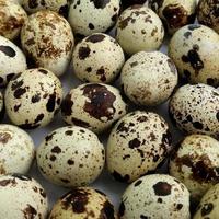 egg quail with small and brown. photo