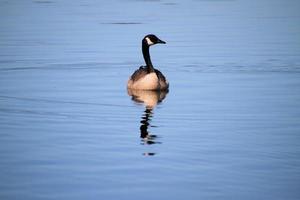 un primer plano de un ganso canadiense en el agua foto