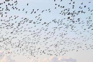 una vista de algunos gansos en vuelo sobre la reserva natural martin mera foto