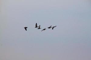 una vista de algunos gansos en vuelo sobre la reserva natural martin mera foto