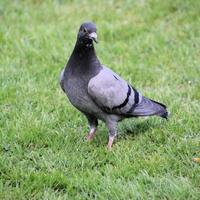 A view of a Ferel Pigeon on the Ground photo