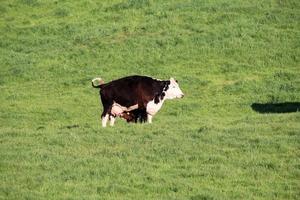 vacas en un campo cerca de whitchurch foto