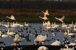 A view of some Whooper Swans at Martin Mere Nature Reserve photo