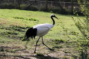 A close up of a Red Crowned Crane photo