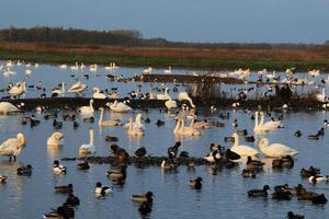 A view of some Whooper Swans at Martin Mere Nature Reserve photo