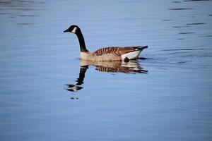 A close up of a Canad Goose on the water photo