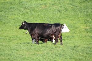 Cows in a field near Whitchurch photo