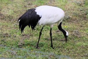 A close up of a Red Crowned Crane photo