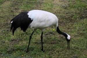 A close up of a Red Crowned Crane photo