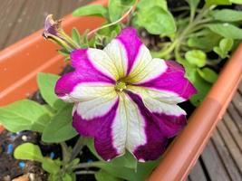 A view of some flowers in the Garden photo