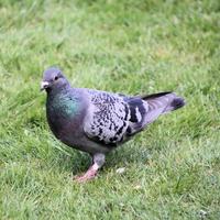 A view of a Ferel Pigeon on the Ground photo