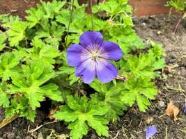 A view of some flowers in the Garden photo