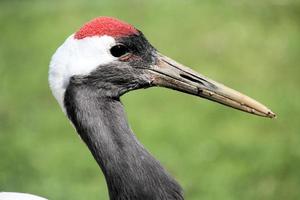 un primer plano de una grulla coronada roja foto