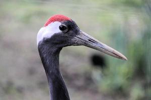 un primer plano de una grulla coronada roja foto